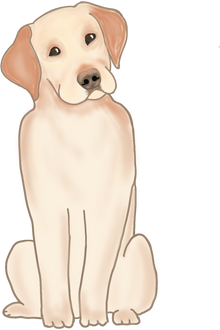 Labrador dog_white yellow color